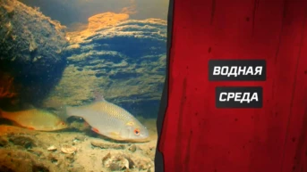Водная среда